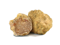 Tartufo bianco - Il Tartufeltro, Tartufi del Montefeltro di alta qualità