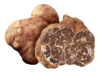 Tuber Albidum Pico - Il Tartufeltro, Tartufi del Montefeltro di alta qualità