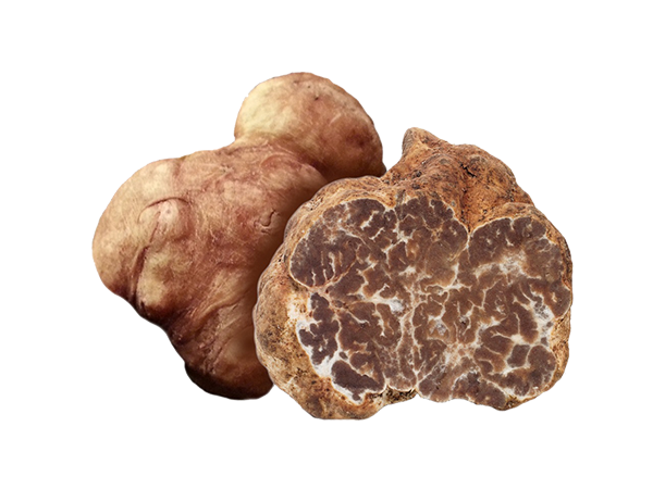 Tuber Albidum Pico - Il Tartufeltro, Tartufi del Montefeltro di alta qualità