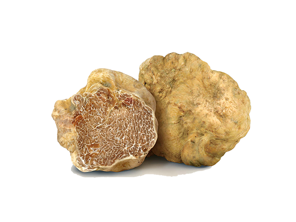 Tartufo bianco - Il Tartufeltro, Tartufi del Montefeltro di alta qualità