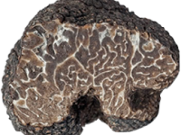 Tartufo Brumale - Il Tartufeltro, Tartufi del Montefeltro di alta qualità