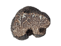 Tartufo Brumale - Il Tartufeltro, Tartufi del Montefeltro di alta qualità