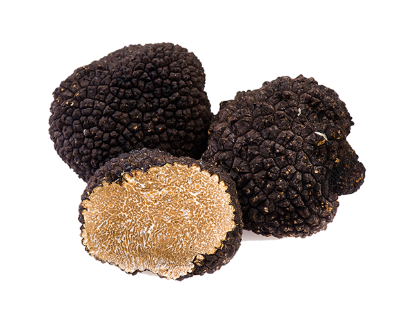 Tartufo nero estivo - Il Tartufeltro, Tartufi del Montefeltro di alta qualità