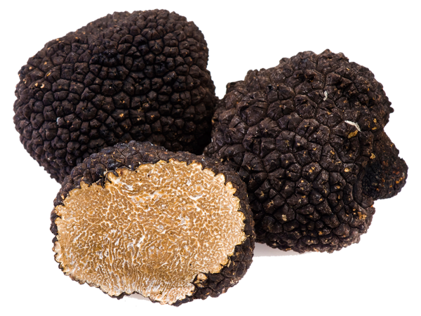 Tartufo nero estivo - Il Tartufeltro, Tartufi del Montefeltro di alta qualità