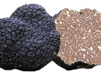 Tartufo nero uncinato - Il Tartufeltro, Tartufi del Montefeltro di alta qualità